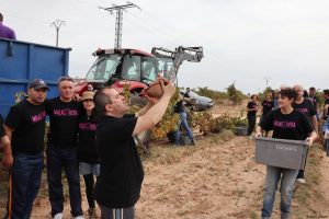 Bodega Malacuera. Vendimia del 2017