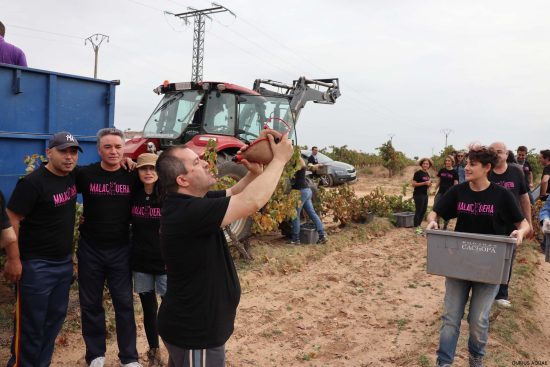 Bodega Malacuera. Vendimia del 2017