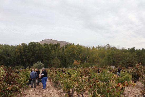 Bodega Malacuera. Vendimia del 2017