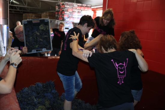 Bodega Malacuera. Vendimia del 2017