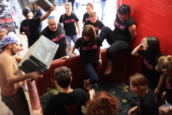 Bodega Malacuera. Vendimia del 2017