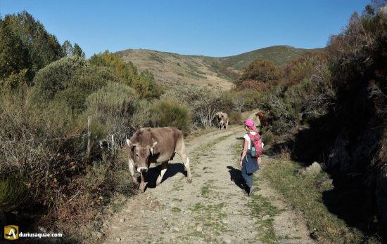 Ruta de las Fuentes del Omaña, León, esquivando al ganado