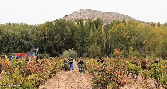 Bodega Malacuera. Vendimia del 2017