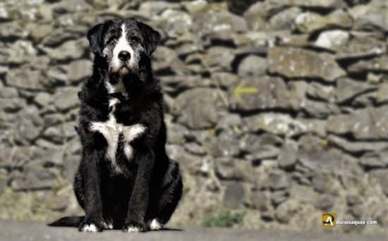 Portada entrada fuentes del Omaña