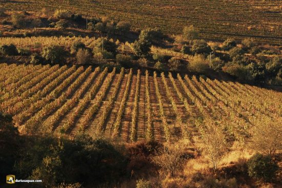 Castelo Rodrigo, viñas