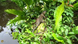 Iguana en la selva de Costa Rica