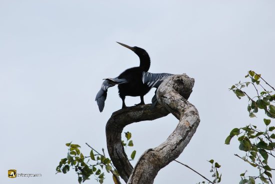 Cormorán en Tortuguero