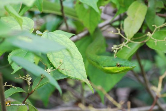 Serpiente, selva de Costa Rica. Tortuguero