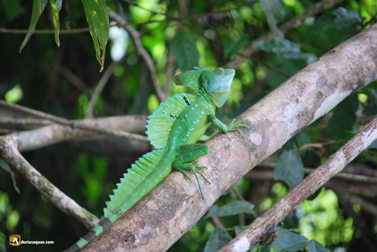 Basilisco en Costa Rica