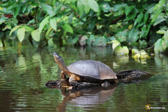 Tortuga en la selva de Costa Rica