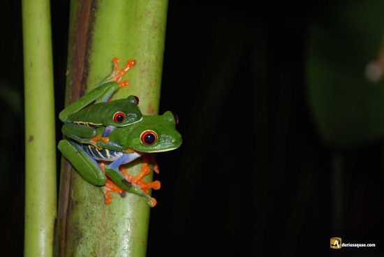 Ranas en Costa Rica