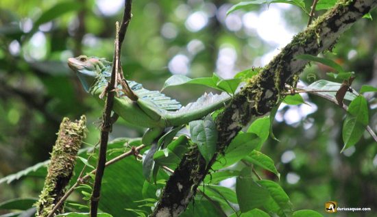 Basilisco en la selva