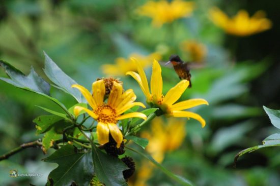 Colibrí en las montañas y selvas de Costa Rica
