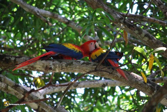 Guacamayos en Costa Rica