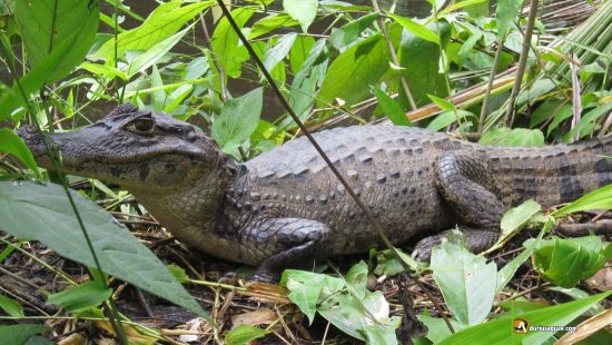 Caimán americano