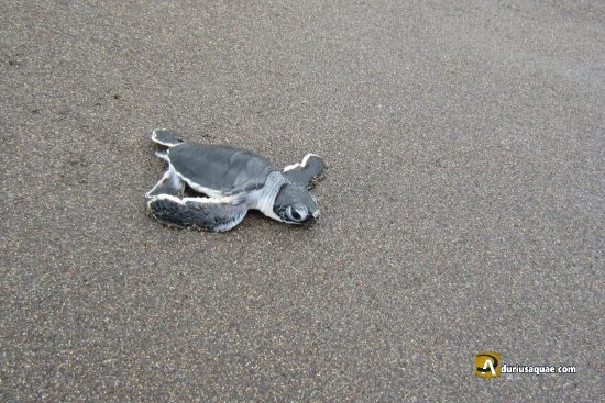 Tortuga recien nacida. Tortuguero