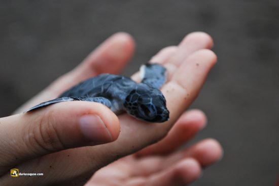 Tortuga recien nacida