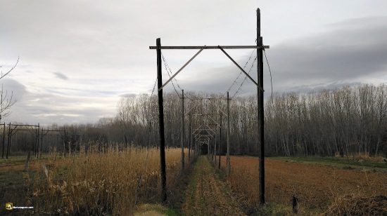 Cultivos de lúpulo junto al Órbigo, León