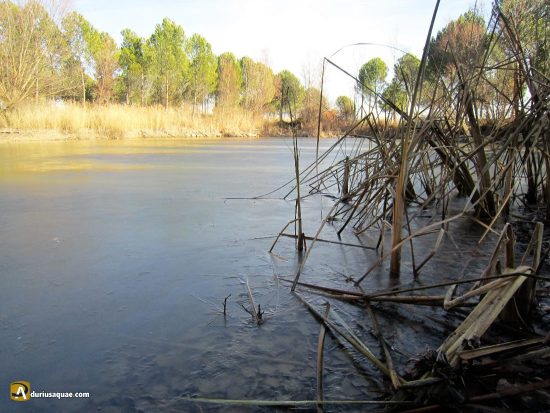 Charca helada junto a la Acequia