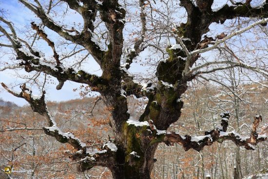 Roblón en Sabero, León