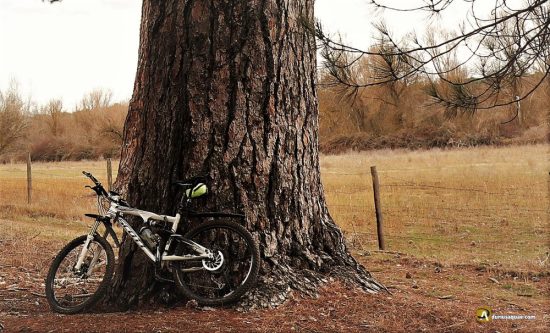 Enorme pino en Tabanera, Segovia