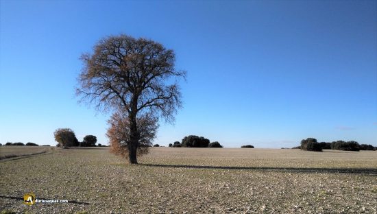Berlanga de Duero: páramos