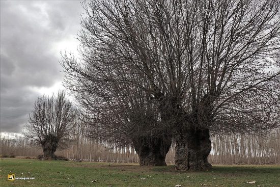 Los sotos de Añe, Segovia