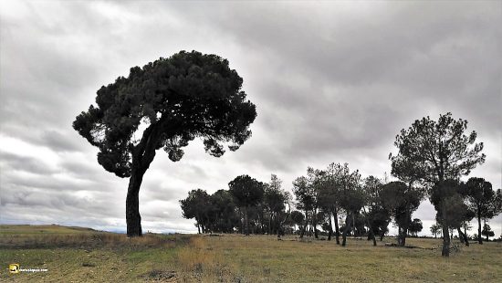 Pino Negral enorme en Carbonero
