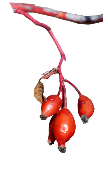 tapaculos o escaramujos