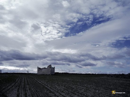 Torrescárcela: viejo palmar