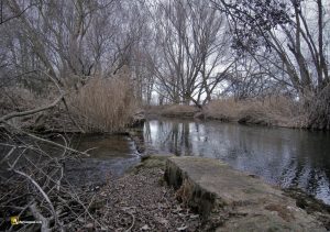 Azud de la granja del Molino en Mayorga