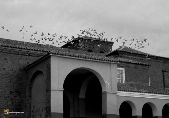 Las palomas en los los tejados