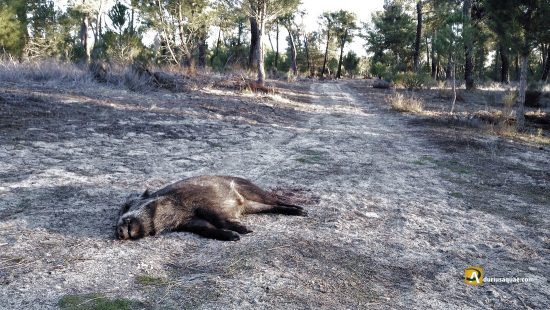 Jabalina muerta en Santibañez de Valcorba