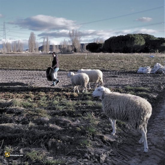Ovejas con pastora en Santibañez de Valcorba