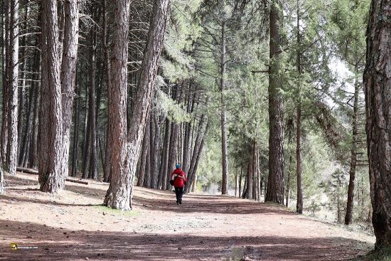 Pinares junto al río Lobos