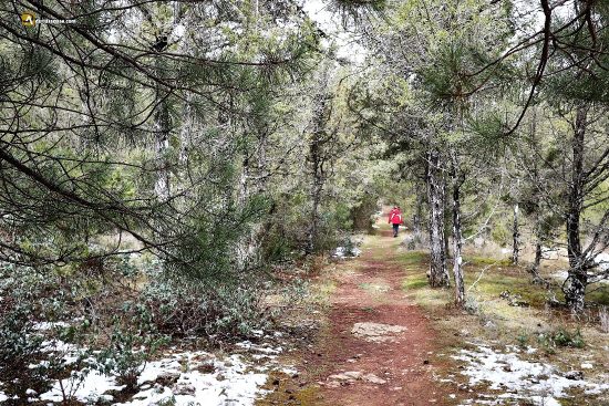Caminando por los pinares de Soria