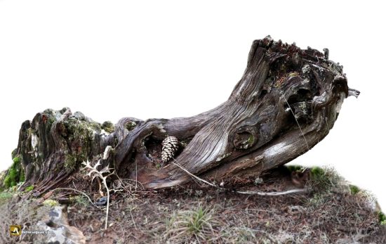 Vieja sabina descansando