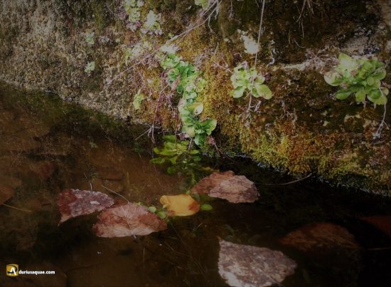 Peleagonzalo, Zamora