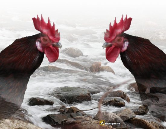 gallos portada Curueño