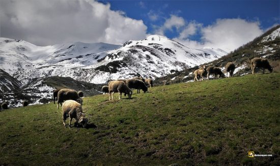 Rebaño en el valle del Curueño