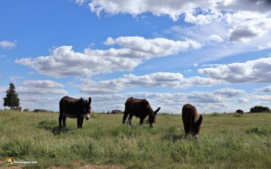Asnos en Miranda do douro