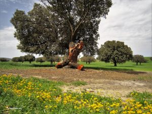 Encinas chascadas por la nieve... y los años