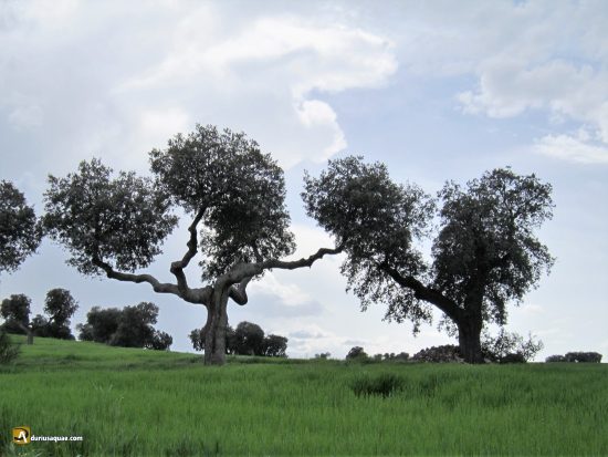 La Moraña. Las encinas se alejan del río