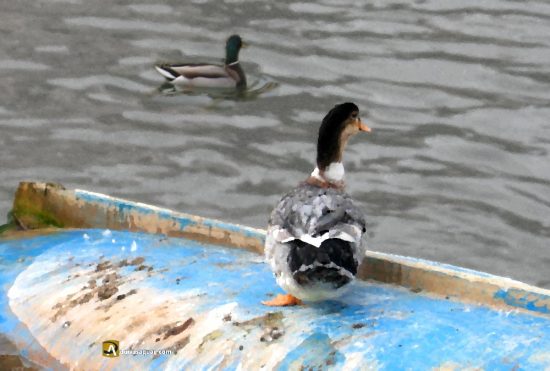 Patos sobre una barca en el Pisuerga