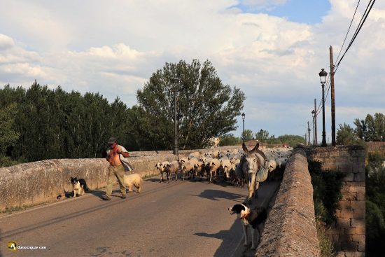Roa de Duero, pastor cruzando el puente