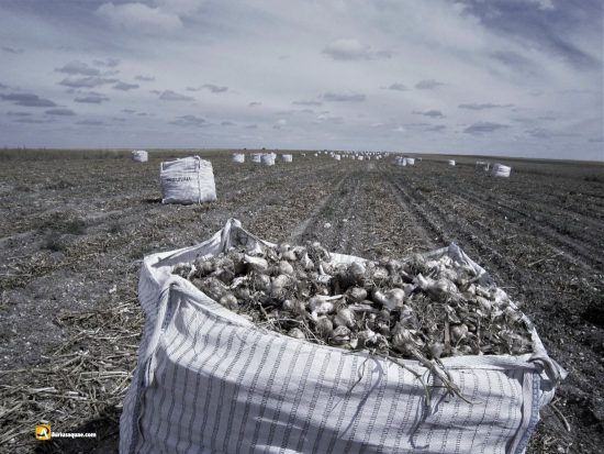 Recogida de ajos en Cogeces del Monte