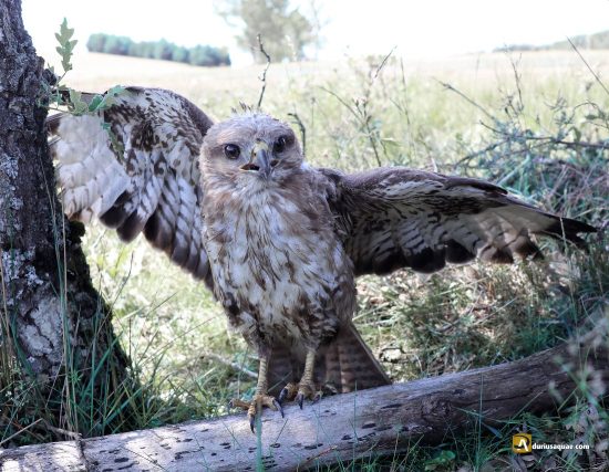 Un busardo ratonero posado