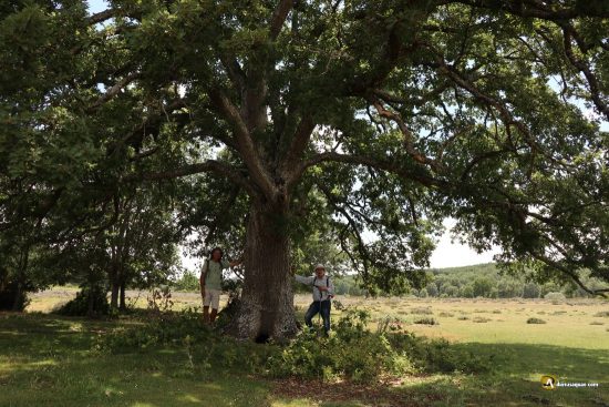 Roble monumental en Renedo de Valderaduey