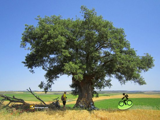 Roble de Cobos