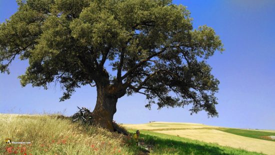 Roble superviviente en Cobos de Cerrato
